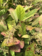 Itea