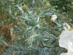 Argemone albiflora texana