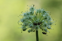 Allium victorialis