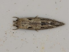 Mompha brevivittella