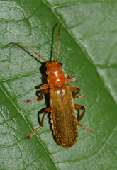 Cantharis cryptica