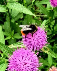 Bombus lapidarius