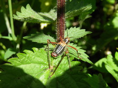 Barbitistes constrictus