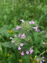 Clinopodium vulgare