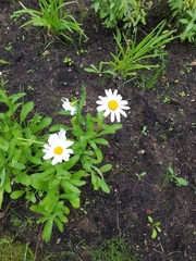 Leucanthemum vulgare