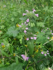 Clinopodium vulgare