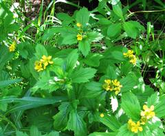 Geum macrophyllum macrophyllum