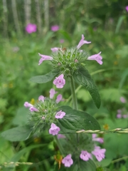 Clinopodium vulgare