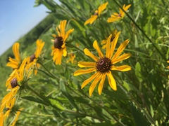 Rudbeckia