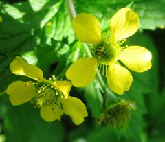 Geum macrophyllum macrophyllum