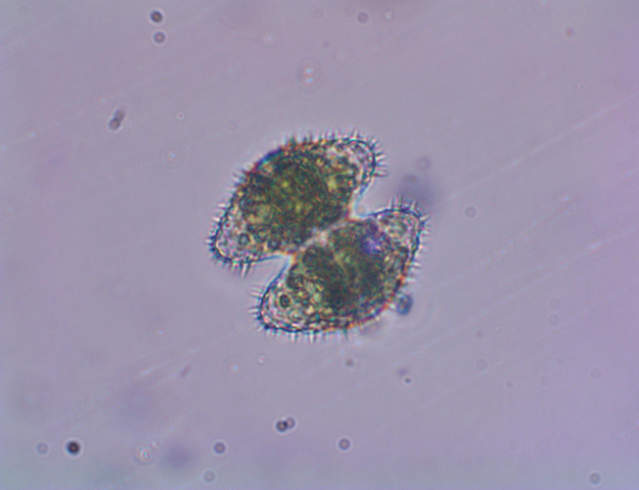 Staurastrum pilosum