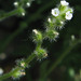 Pygmyflower Cryptantha - Photo Anthony Valois and the National Park Service, no known copyright restrictions (public domain)