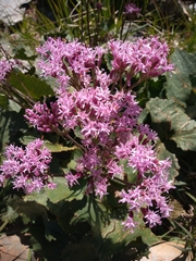 Adenostyles alliariae