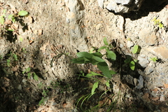 Epipactis atrorubens