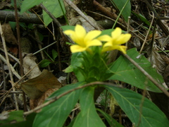 Barleria oenotheroides