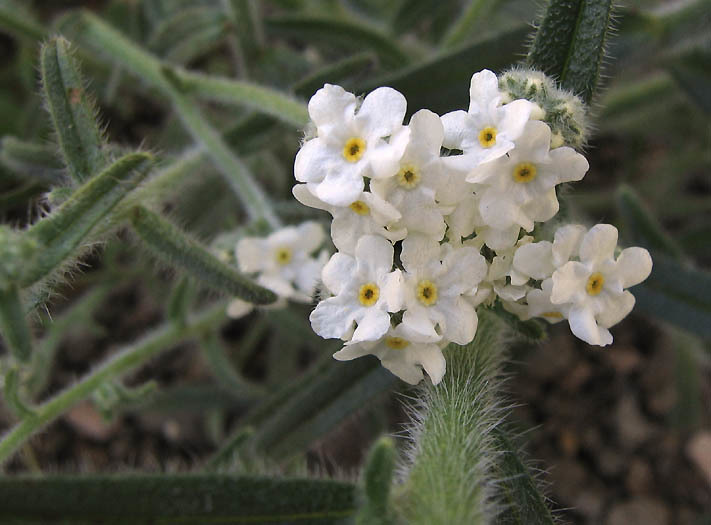 Cryptantha muricata