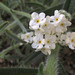 Pointed Cryptantha - Photo Anthony Valois and the National Park Service, no known copyright restrictions (public domain)