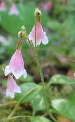 Linnaea borealis longiflora
