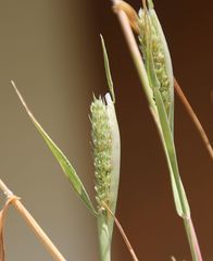 Phalaris paradoxa