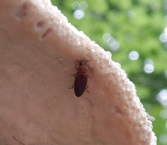 Hallomenus binotatus