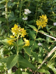 Lysimachia vulgaris