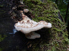 Calcipostia guttulata