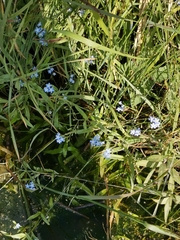 Myosotis
