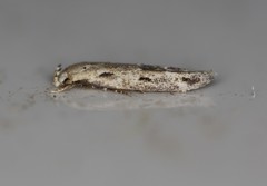 Mompha brevivittella