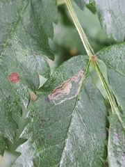 Stigmella magdalenae