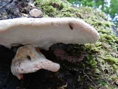 Calcipostia guttulata