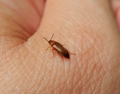 Hallomenus binotatus