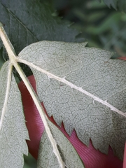 Stigmella magdalenae