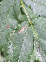 Stigmella magdalenae
