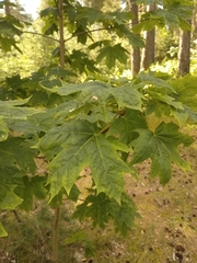 Acer platanoides