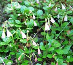 Linnaea borealis longiflora