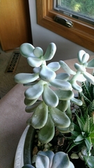 Pachyphytum