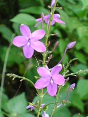 Pseuderanthemum alatum