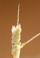 Phalaris paradoxa
