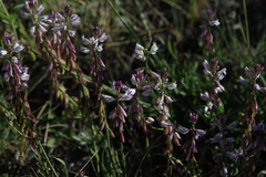 Polygala comosa