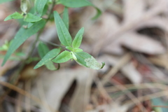 Liriomyza pistilla
