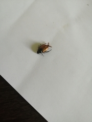 Phyllopertha horticola