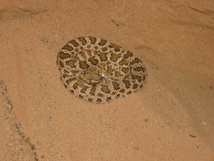 Crotalus oreganus concolor