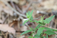 Liriomyza pistilla