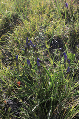 Gentianeae