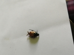 Phyllopertha horticola