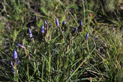 Gentianeae