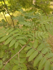Sorbus aucuparia