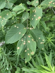 Sphaerulina aceris