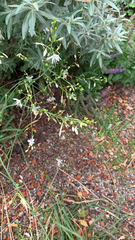 Anthericum ramosum