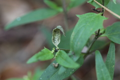 Liriomyza pistilla